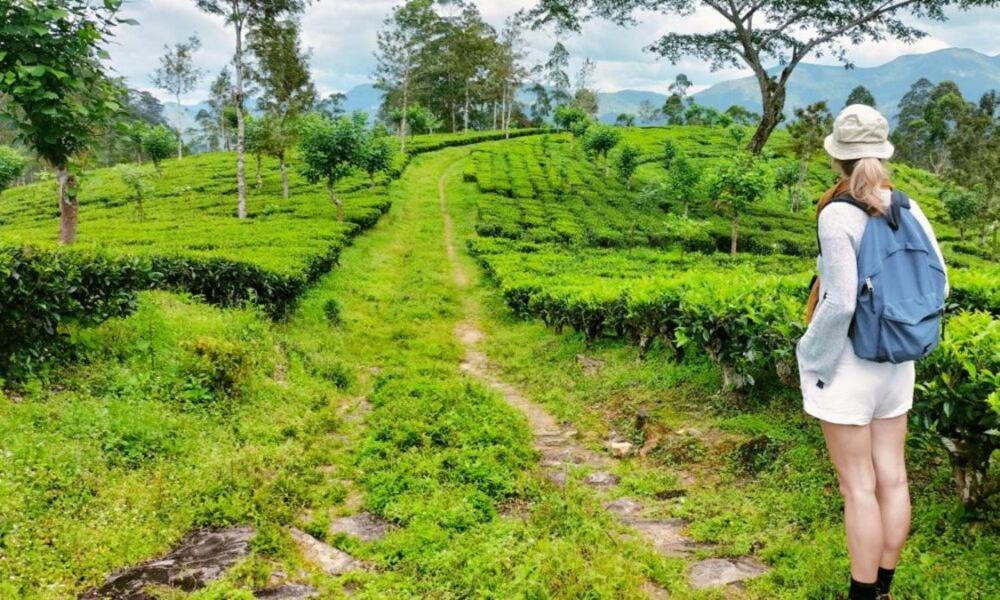 Tea Leaf Retreat Apartment Kandy Ngoại thất bức ảnh